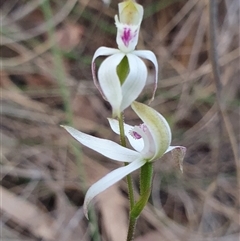 Caladenia moschata (Musky Caps) at Aranda, ACT - 17 Oct 2024 by Bubbles