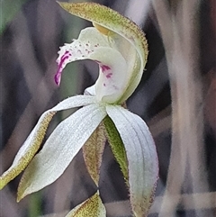 Caladenia moschata at Aranda, ACT - suppressed