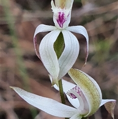 Caladenia moschata at Aranda, ACT - suppressed