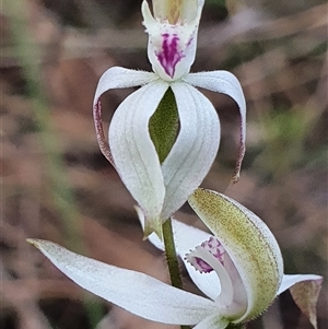 Caladenia moschata at Aranda, ACT - suppressed