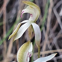 Caladenia moschata at Aranda, ACT - suppressed