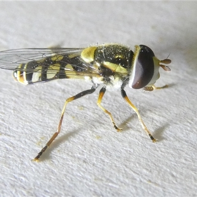 Simosyrphus grandicornis (Common hover fly) at Belconnen, ACT - 17 Oct 2024 by JohnGiacon