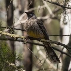 Anthochaera carunculata (Red Wattlebird) at Bruce, ACT - 16 Oct 2024 by AlisonMilton