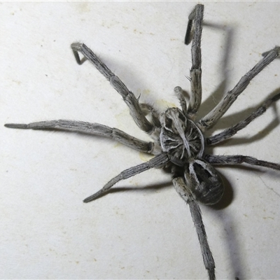 Tasmanicosa sp. (genus) (Unidentified Tasmanicosa wolf spider) at Belconnen, ACT - 17 Oct 2024 by JohnGiacon