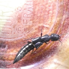 Thyreocephalus sp. (genus) (Rove beetle) at Belconnen, ACT - 17 Oct 2024 by JohnGiacon