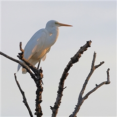 Ardea alba (Great Egret) at Goodooga, NSW - 13 Oct 2024 by MichaelWenke