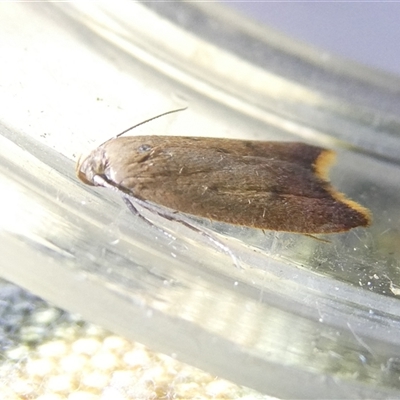 Tachystola acroxantha (A Concealer moth) at Belconnen, ACT - 16 Oct 2024 by JohnGiacon