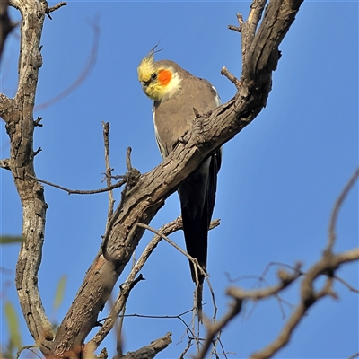 Nymphicus hollandicus (Cockatiel) at Goodooga, NSW - 13 Oct 2024 by MichaelWenke