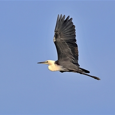 Ardea pacifica (White-necked Heron) at Goodooga, NSW - 13 Oct 2024 by MichaelWenke