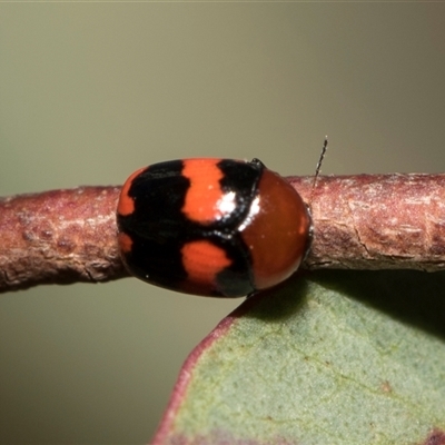 Ditropidus pulchellus (Leaf beetle) at Bruce, ACT - 16 Oct 2024 by AlisonMilton