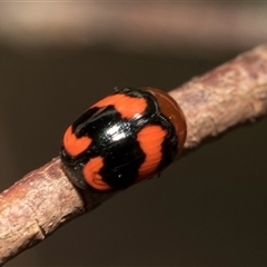 Ditropidus pulchellus at Bruce, ACT - 16 Oct 2024