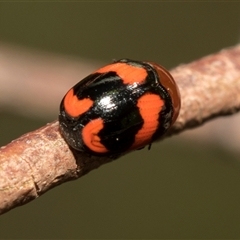 Ditropidus pulchellus at Bruce, ACT - 16 Oct 2024 09:26 AM