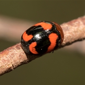 Ditropidus pulchellus at Bruce, ACT - 16 Oct 2024