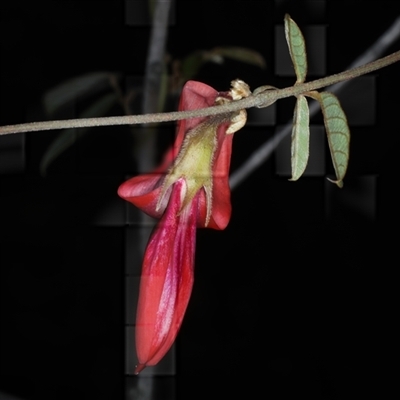 Kennedia rubicunda (Dusky Coral Pea) at Appin, NSW - 3 Oct 2024 by jb2602