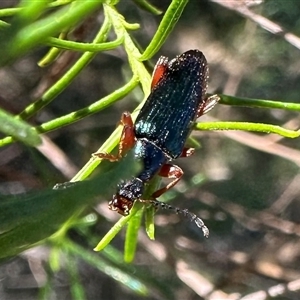 Lepturidea punctulaticollis at Majura, ACT - 17 Oct 2024 12:06 PM