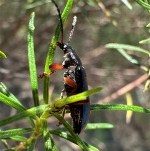 Lepturidea punctulaticollis at Majura, ACT - 17 Oct 2024 12:06 PM