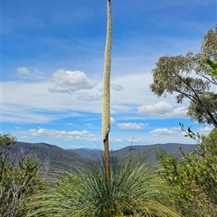 Xanthorrhoea australis (Austral Grass Tree, Kangaroo Tails) at Burrinjuck, NSW - 17 Oct 2024 by Bidge