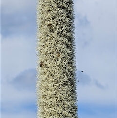 Xanthorrhoea glauca subsp. angustifolia at Burrinjuck, NSW - suppressed