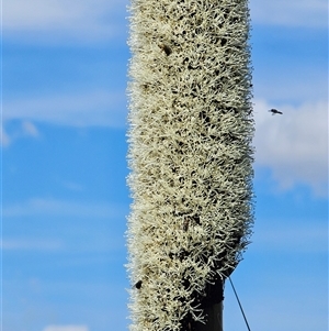 Xanthorrhoea glauca subsp. angustifolia at Burrinjuck, NSW - suppressed