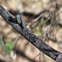 Chlenias (genus) (A looper moth) at Burrinjuck, NSW - 17 Oct 2024 by Bidge