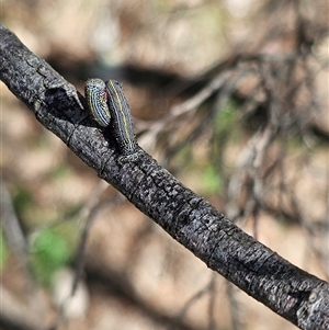 Chlenias (genus) at Burrinjuck, NSW - 17 Oct 2024