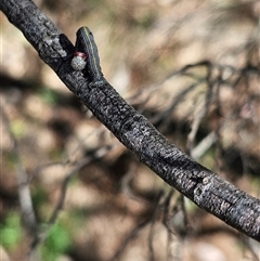 Chlenias (genus) at Burrinjuck, NSW - 17 Oct 2024