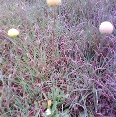 Craspedia variabilis (Common Billy Buttons) at Barton, ACT - 13 Oct 2010 by JasonPStewartNMsnc2016