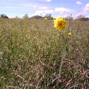 Microseris walteri at Barton, ACT - 14 Oct 2010