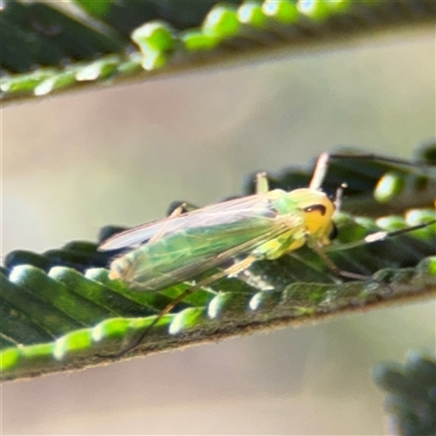 Chironomidae (family) (Non-biting Midge) at Parkes, ACT - 17 Oct 2024 by Hejor1