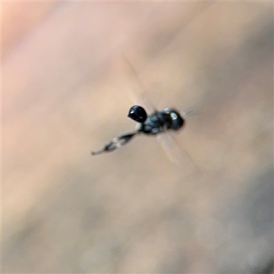 Apocrita (suborder) (Unidentified wasp) at Parkes, ACT - 17 Oct 2024 by Hejor1