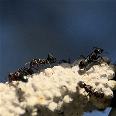 Iridomyrmex rufoniger (Tufted Tyrant Ant) at Parkes, ACT - 17 Oct 2024 by Hejor1