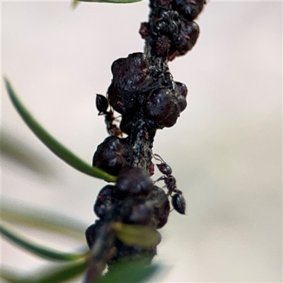 Coccidae sp. (family) (Unidentified coccid scale insect) at Parkes, ACT - 17 Oct 2024 by Hejor1