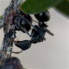 Polyrhachis sp. (genus) (A spiny ant) at Parkes, ACT - 17 Oct 2024 by Hejor1