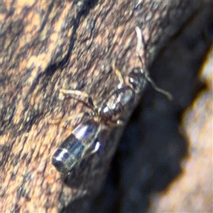 Formicidae (family) at Parkes, ACT - 17 Oct 2024 05:07 PM