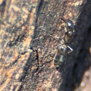 Formicidae (family) at Parkes, ACT - 17 Oct 2024 05:07 PM