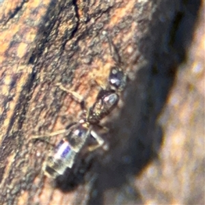 Formicidae (family) at Parkes, ACT - 17 Oct 2024 05:07 PM