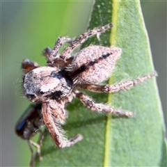 Servaea narraweena (A jumping spider) at Parkes, ACT - 17 Oct 2024 by Hejor1