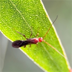 Ichneumonoidea (Superfamily) (A species of parasitic wasp) at Parkes, ACT - 17 Oct 2024 by Hejor1