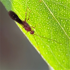 Ichneumonoidea (Superfamily) at Parkes, ACT - 17 Oct 2024