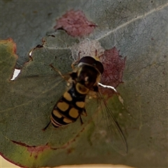 Simosyrphus grandicornis (Common hover fly) at Parkes, ACT - 17 Oct 2024 by Hejor1