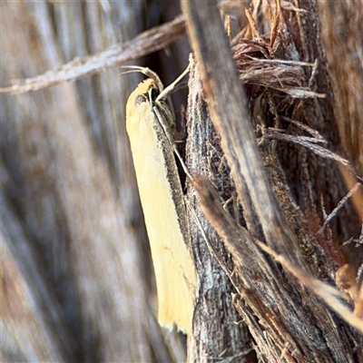 Philobota hypocausta (A Concealer moth) at Parkes, ACT - 17 Oct 2024 by Hejor1