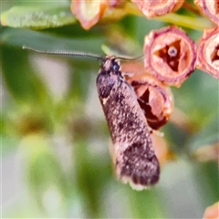 Leistomorpha brontoscopa (A concealer moth) at Parkes, ACT - 17 Oct 2024 by Hejor1