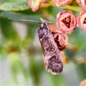 Leistomorpha brontoscopa at Parkes, ACT - 17 Oct 2024