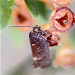 Leistomorpha brontoscopa at Parkes, ACT - 17 Oct 2024