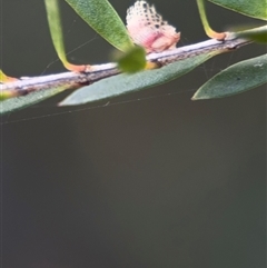 Aphididae (family) at Parkes, ACT - 17 Oct 2024 by Hejor1