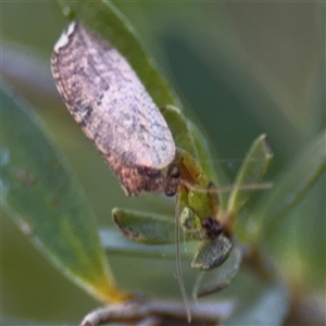 Drepanacra binocula at Parkes, ACT - 17 Oct 2024