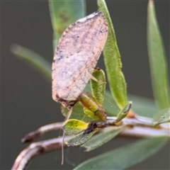 Drepanacra binocula at Parkes, ACT - 17 Oct 2024