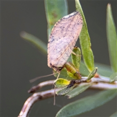 Drepanacra binocula at Parkes, ACT - 17 Oct 2024