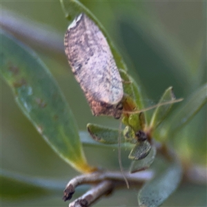 Drepanacra binocula at Parkes, ACT - 17 Oct 2024