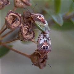 Eupolemus angularis (Acanthosomatid bug) at Parkes, ACT - 17 Oct 2024 by Hejor1